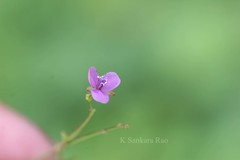 Murdannia lanceolata